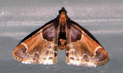 Pyralis farinalis - 5510 -- Meal Moth