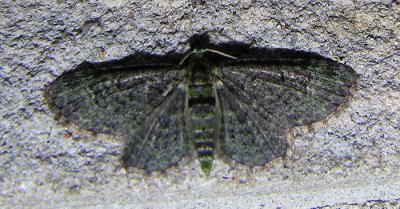 moth-22-06-2008-2.jpg