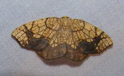 Nematocampa limbata - 7009 - Horned Spanworm Moth