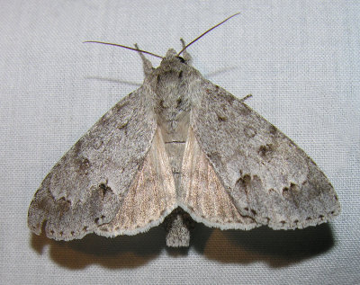 Acronicta lepusculina (?) - 9205 - Cottonwood Dagger Moth