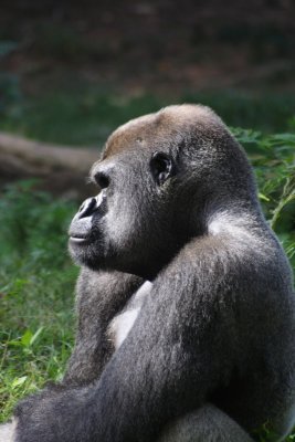 Gorilla, Atlanta Zoo