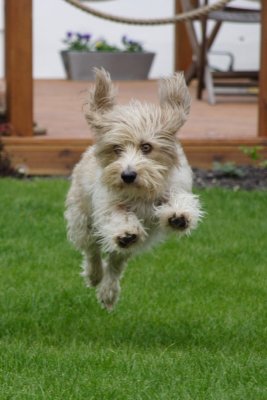 Leaping Dog!