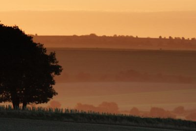 Ashdown wood at dawn