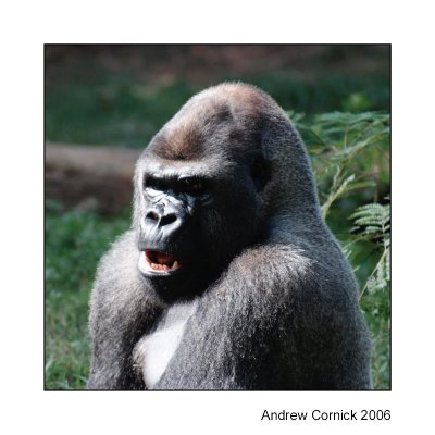 Gorilla