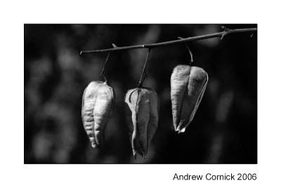 Rain tree seed pods