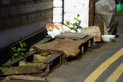 Relaxed cat