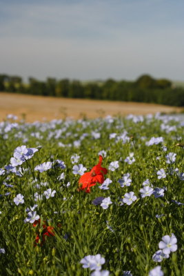 Linseed fields