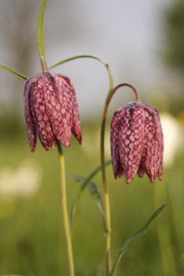 Snakes head fritillaries