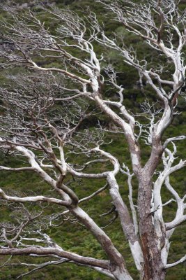 Ghost tree
