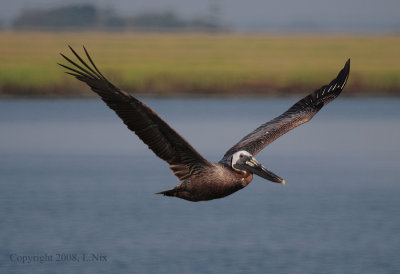 Brown Pelican Flyer