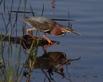 Green Heron on Attack