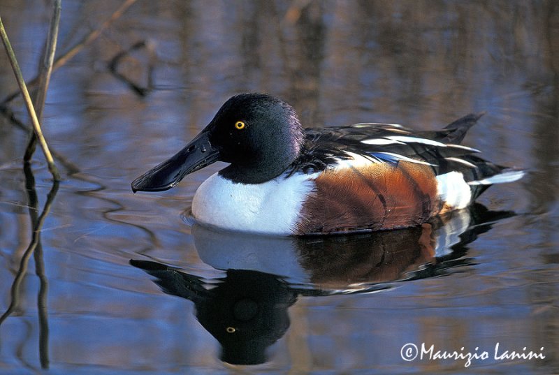 Shoveler