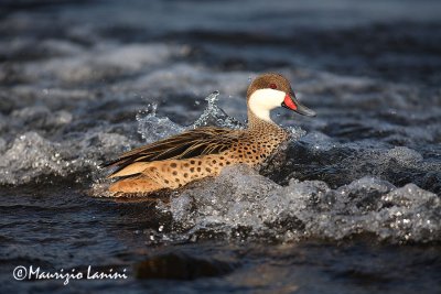 White-cheeked pintail