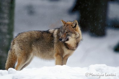 Wolf under snow storm