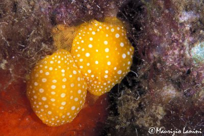 Nudibranch : Phillidia flava