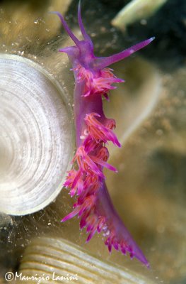 Nudibranch : Coryphella pedata