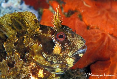 Blenny close-up