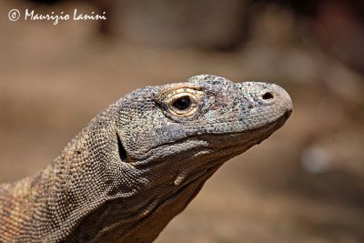 Komodo dragon close-up