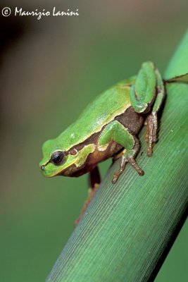 European tree frog , Raganella