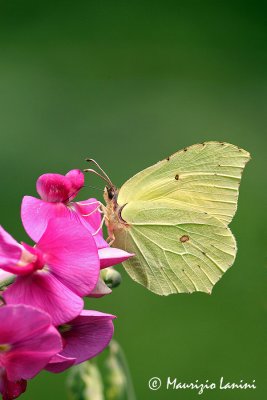 Gonepteryx rhamni
