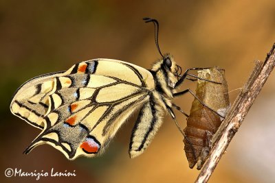 Papilio machaon