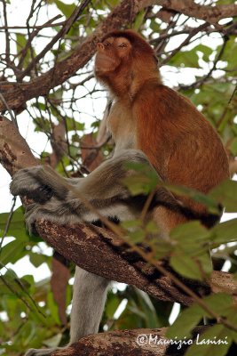 Proboscis monkeys : young female
