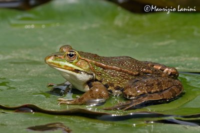 Common european frog