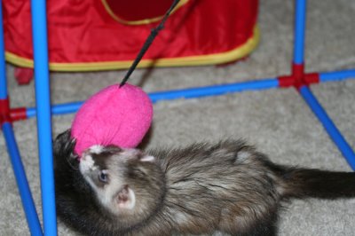 oliver 051308b.jpg