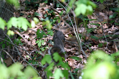 inniswood park 050408e.jpg