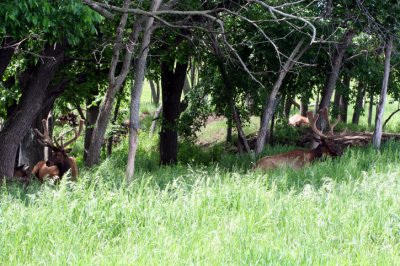 Wildlife Safari