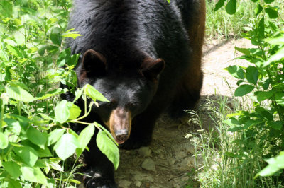 safari 053108n.jpg