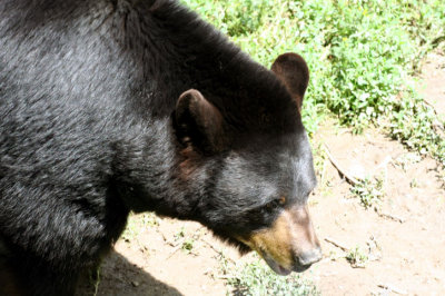 safari 053108o.jpg