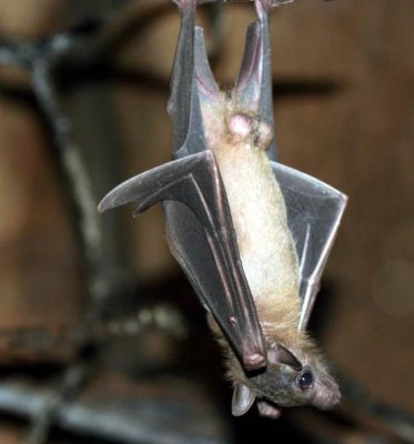 Bat