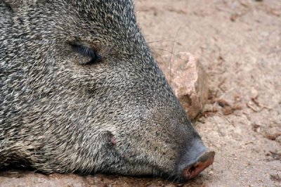 Peccary