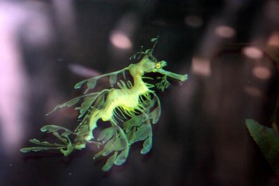 Sea Dragon