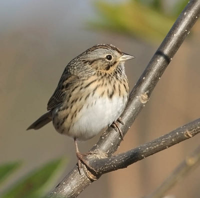 Lincoln's Sparrow