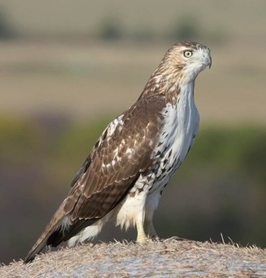 Red-tailed Hawk