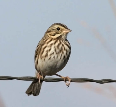 Savannah Sparrow