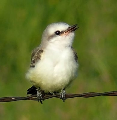 Scissor-tailed Flycatcher