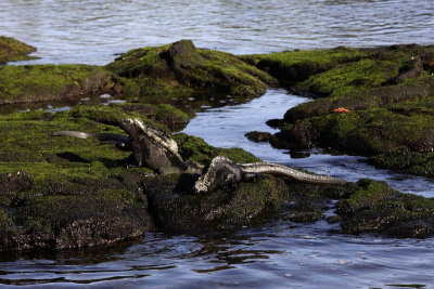 Marine iguana, Punta Espinosa, Fernandina Island