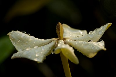 Gardenia, Cape Jasmine