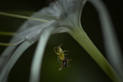 Lynx spider