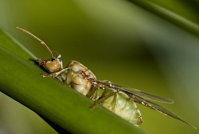 Queen red weaver ant