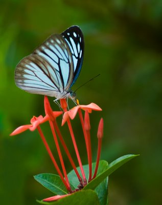 Common Wanderer ♂