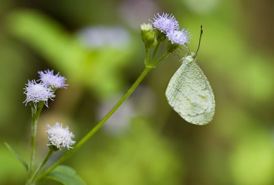 Psyche (Leptosia nina malayana)