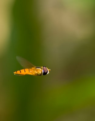 Flying fly (Asarkina porcina)