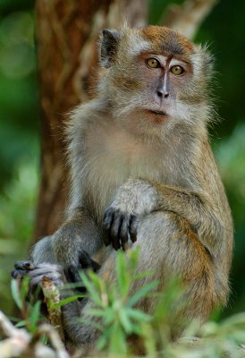 Long tailed macaque - Langstaart makaak