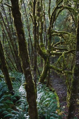 Lost-Man-Creek-Trees.jpg