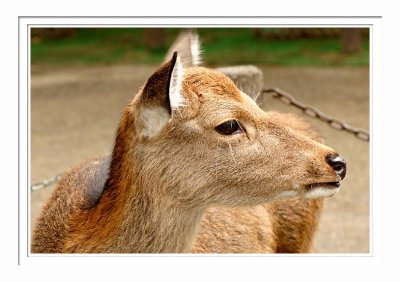 Nara Park 4