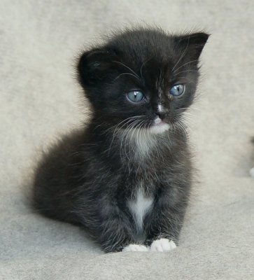 Kitten named Baby Ping at 3 weeks old